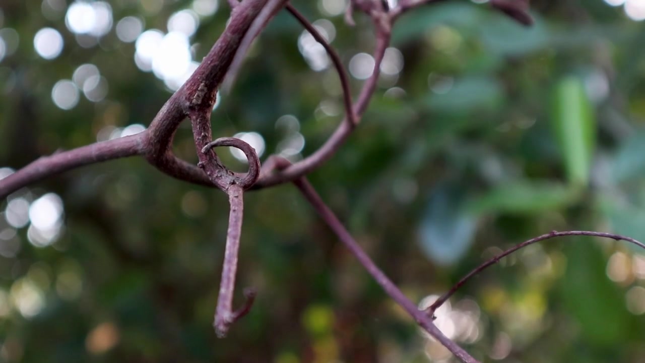 mysterious small branch climbing tree