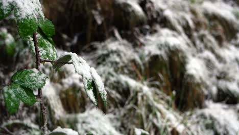 green leaves covered with snow