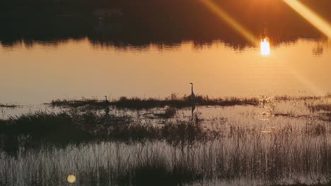 sunset heron silhouette over marsh