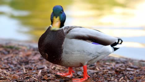 el primer plano de un ánade real macho junto al lago en un parque de la ciudad