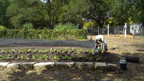 a farmer is seen planting vegetable plants in a garden