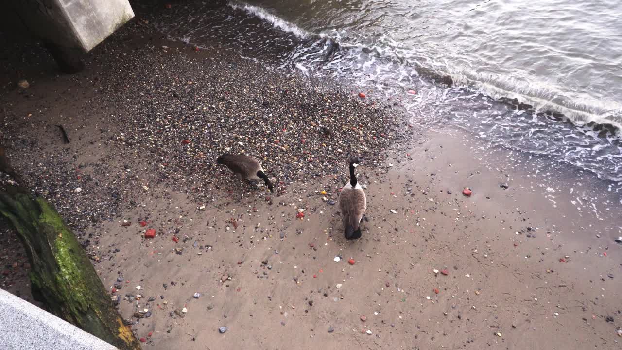 gansos en una pequeña playa por un muelle de brooklyn east river con olas que se estrellan