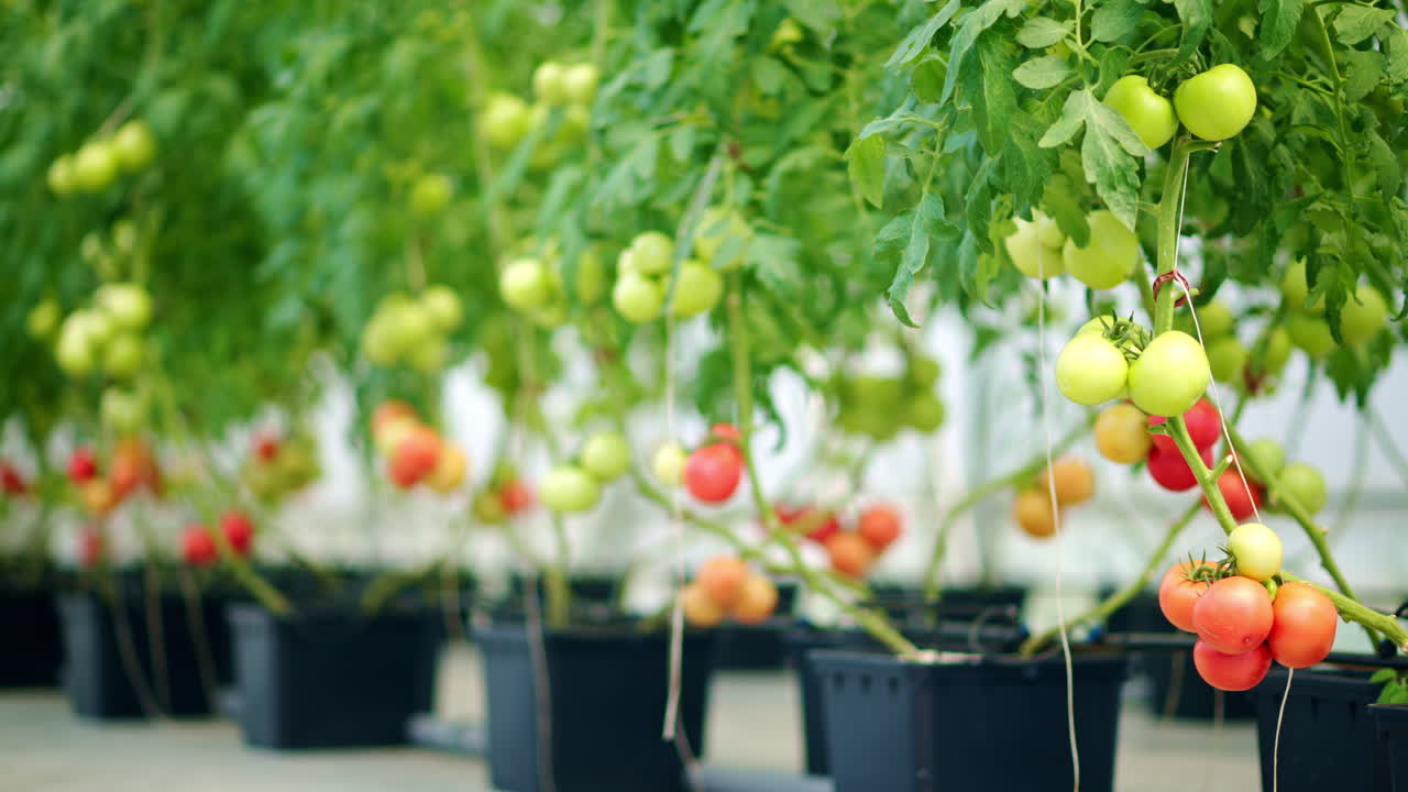 Close up of tomatoes growing in a greenhouse