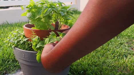 Pruning-fresh-oregano-out-of-the-pot