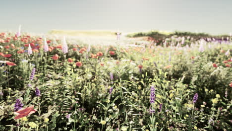 beautiful wildflower meadow