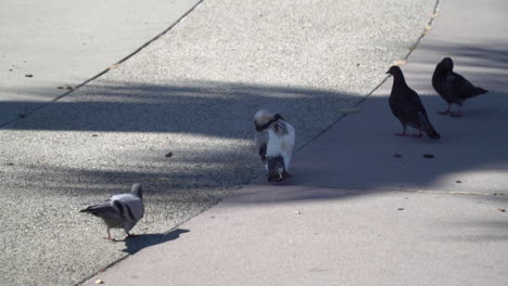 Pigeons-standing-in-the-shade-on-a-hot-day