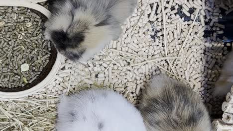 lovely bunny, easter fluffy white bunnies, adorable rabbit in a cage. easter bunnies. close-up of a rabbit