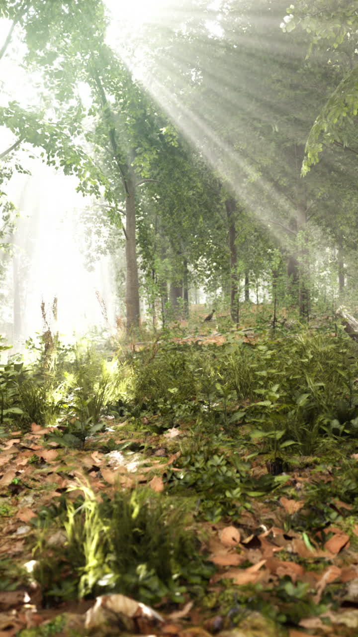 빛이 울창한 숲을 가로질러 흐르고