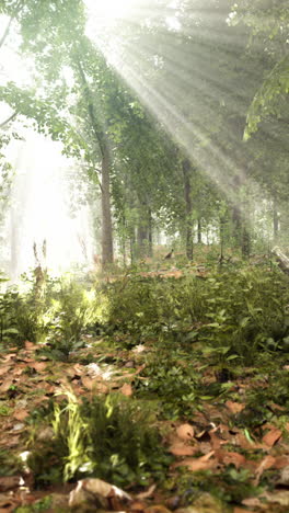 sunlight streaming through a lush forest