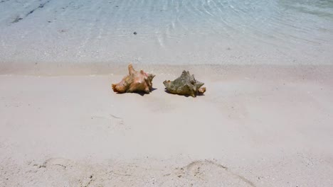 dos conchas en una playa de exuma en las bahamas