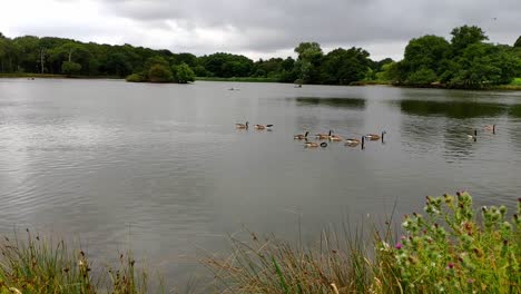 Uno-De-Los-Estanques-En-El-Centro-De-Richmond-Park-En-Un-Día-Nublado