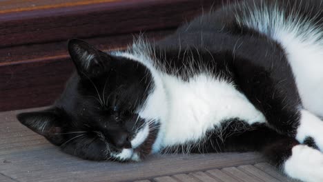 a bicolor cat suddenly awakened from sleep and yawns - close up