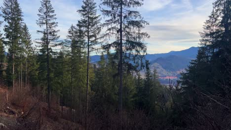 spruce pine evergreen tree forest affected by landslide in romania nature