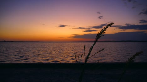 brilliant evening color fill the skies over the ocean while beautiful sillouhettes of grass flutter in the foreground