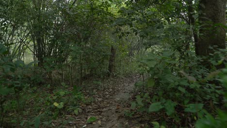 Motion-shot-of-deep-green-inside-forest