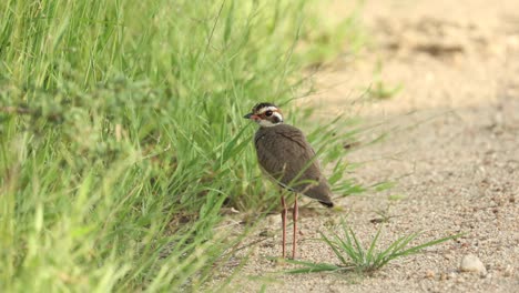 wide shot of a bronze-winged courser standing on the ground, greater kruger