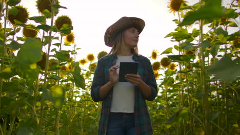 una joven estudiante con un sombrero de paja y una camisa a cuadros está caminando por un campo con muchos girasoles grandes en un día de verano y escribe sus propiedades en su ipad para un artículo científico.