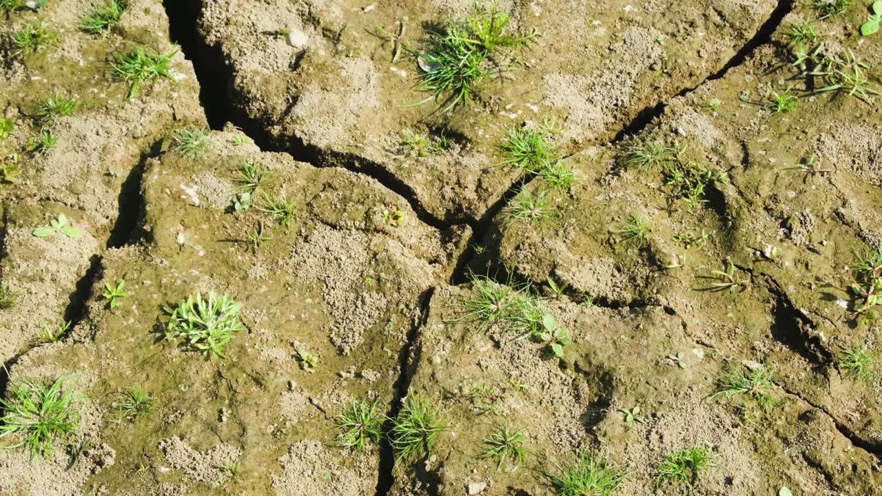 새 풀은 건조한 토양에서 자라며, 녹색 잎은 건조 한 땅에서 나타납니다.