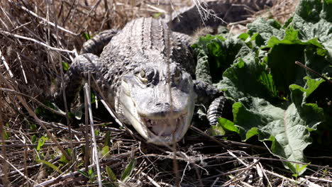 menacing american alligator close up in the wild