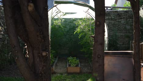 home vegetable garden with tomato plants growing in a greenhouse