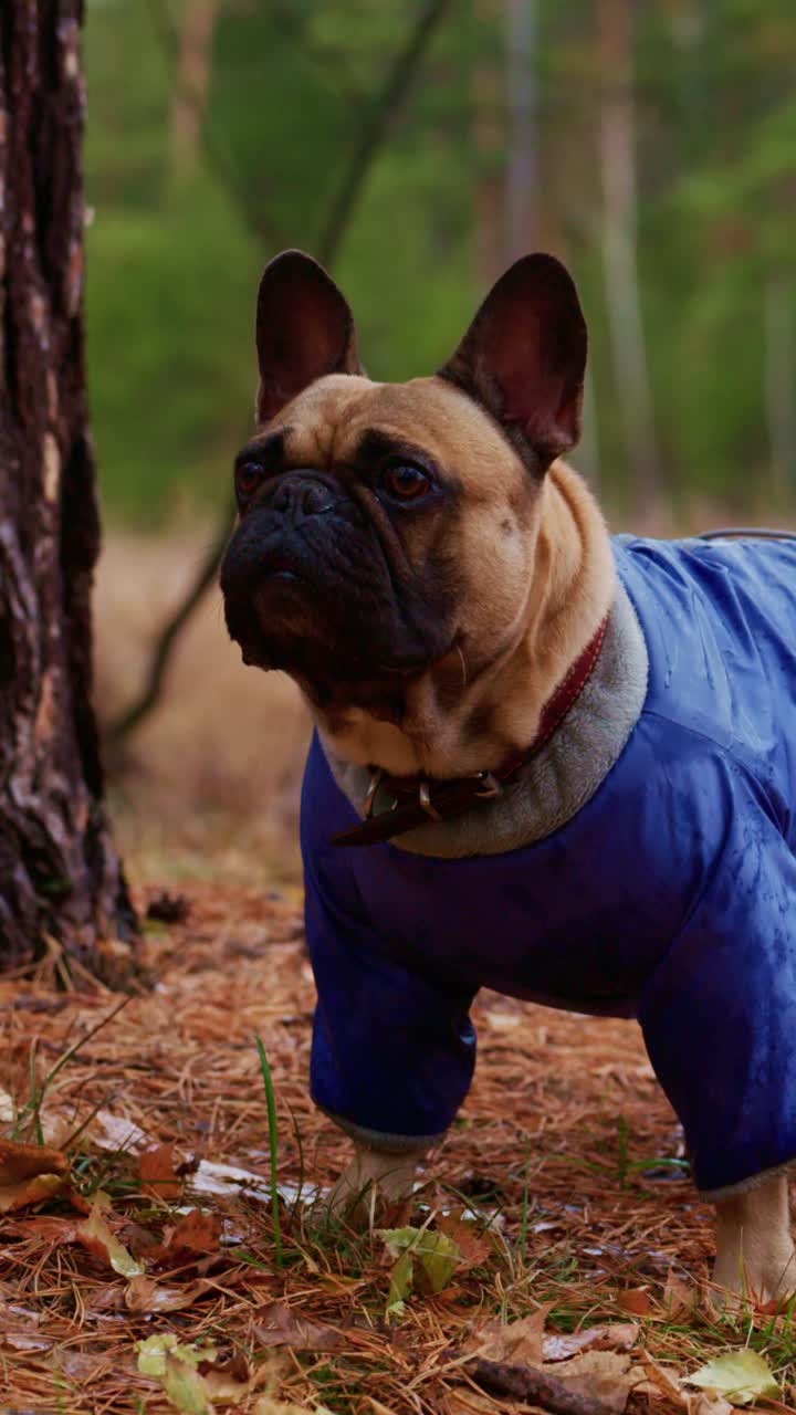 A Playful French Bulldog in a Blue Jacket Captures the Joy of Nature with Its Energetic Gait Amidst Autumn Leaves and Pine Trees, Showing the Bond Between Pets and Outdoor Adventures