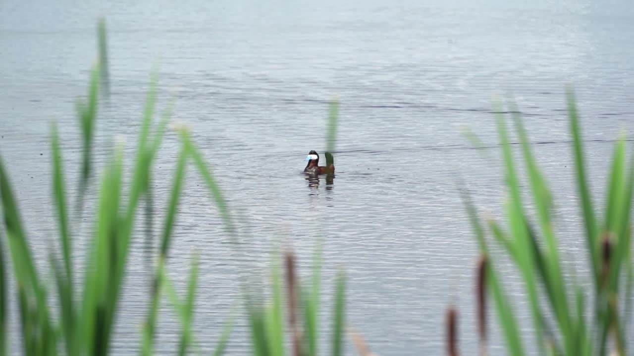 천천히 움직이는 호수 에서 수영 하는  ⁇ 은 오리 의 가까운 모습
