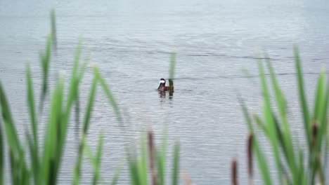 Vista-Cercana-De-Un-Pato-Ruddy-Nadando-En-Un-Lago-En-Cámara-Lenta