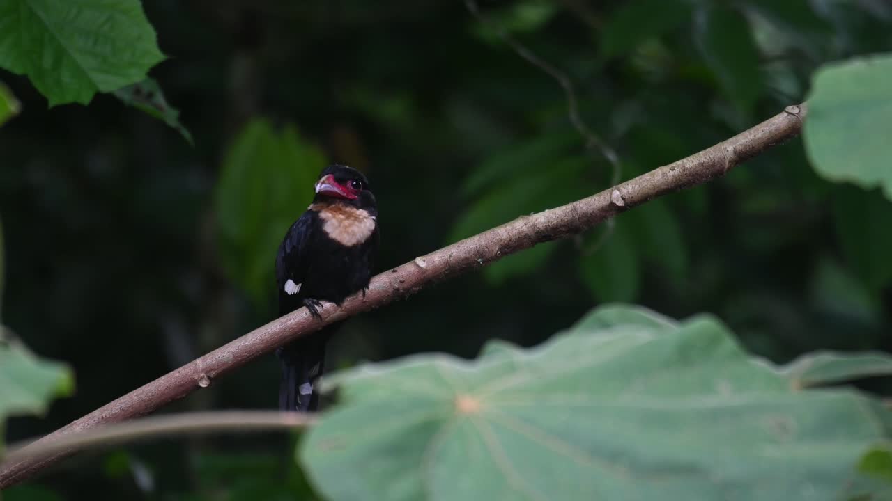 broadbill oscuro, corydon sumatranus, parque nacional kaeng krachan, tailandia