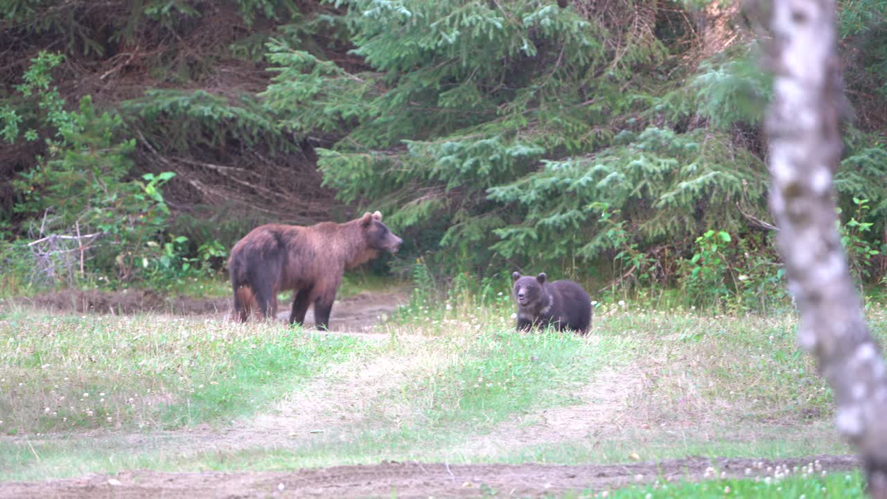 bears playing in the woods with cub