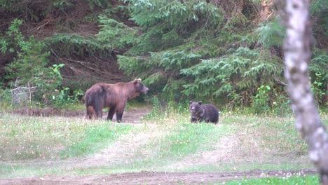 bears playing in the woods with cub