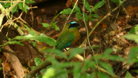 Blue-crowned-Motmot,-momotus-momota,-Panama