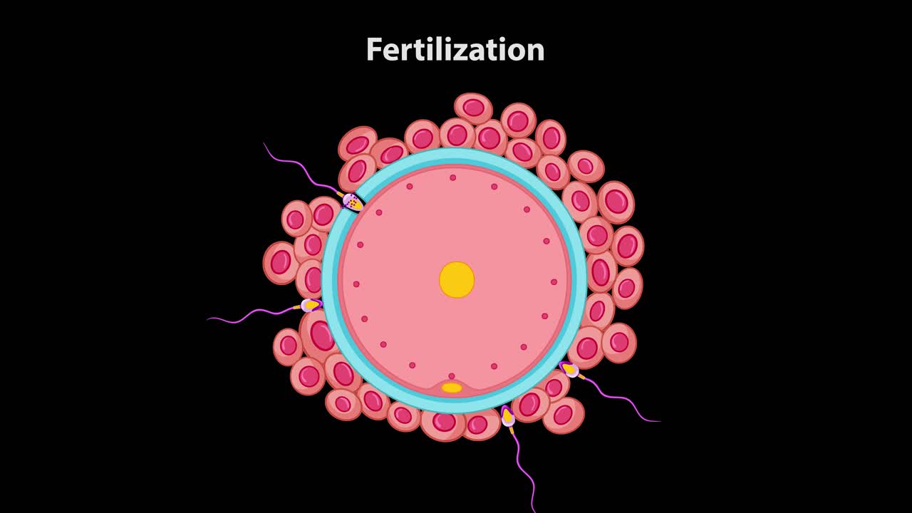 Diagram animation shows sperm approaching and fertilizing human egg, labeled cellular structures, black background