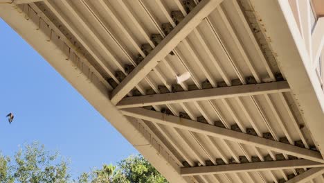 cliff swallows nesting and feeding under a bridge in california