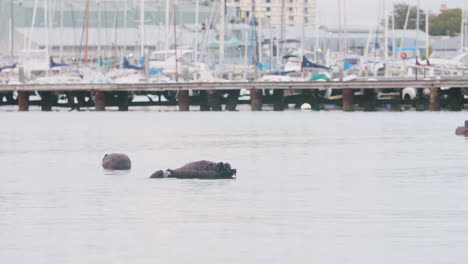 black swans feeding by the marina docks panning shot