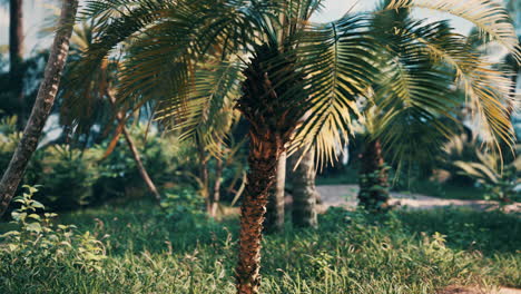 Palmeras-Y-Plantas-Tropicales-En-Un-Día-Soleado