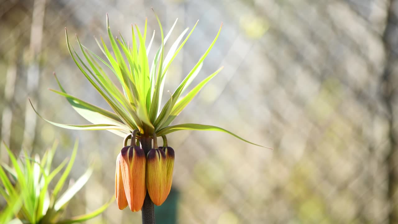 fritillaria imperialis una planta con flores de primavera y verano. las flores de naranja se balancean en el viento. vista lateral.