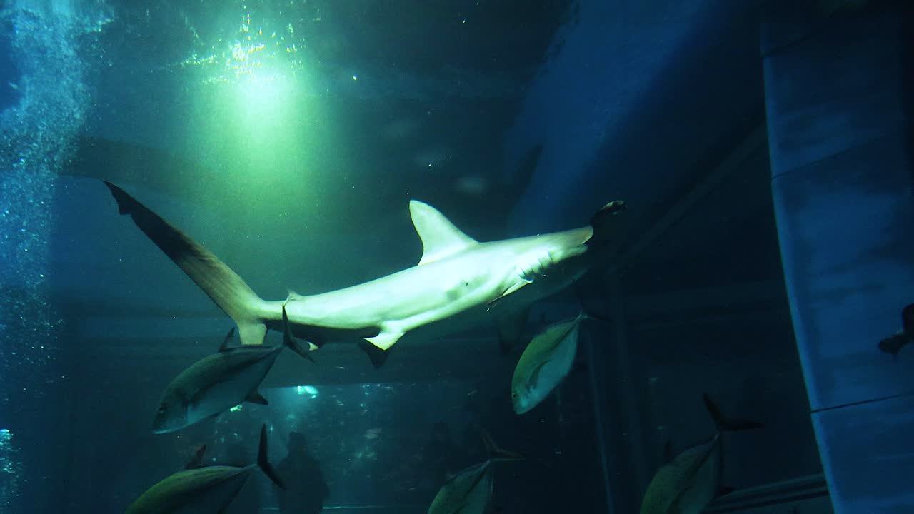 el gracioso tiburón martillo se desliza entre los peces