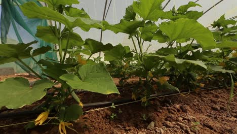 growing vegetables in green houses and drip irrigation