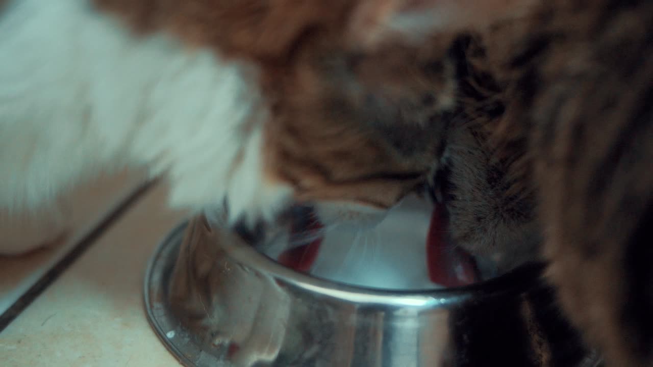 Nahaufnahme von zwei weißen, schwarz-braun getigerten, flauschigen Maine-Coon-Katzen, die gemeinsam Milch aus einer silbernen Metallschale trinken, Haustier, Zeitlupen-4K-Video.