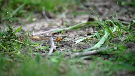 Rückansicht-Einer-Leuchtend-Orangefarbenen-Und-Gelb-Gebänderten-Wespe-Auf-Einem-Von-Gras-Umgebenen-Feld