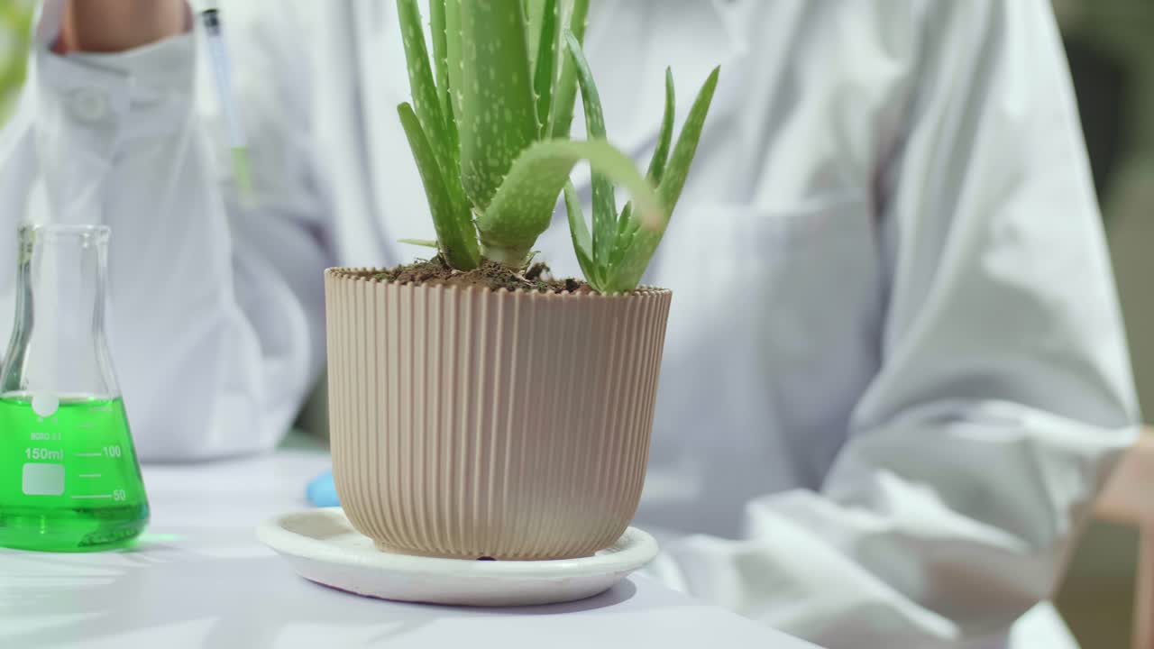 Closeup Of Botanist Researcher Man Taking Dna Liquid Test From Medical Glass Putting On Sapling Analyzing Organic Growing. Scientist Examining Agriculture In Botanical Lab