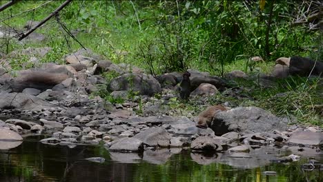 The-Long-tailed-Macaques-are-the-easiest-monkeys-to-find-in-Thailand-as-they-are-present-at-temple-complexes,-national-parks,-and-even-villages-and-cities