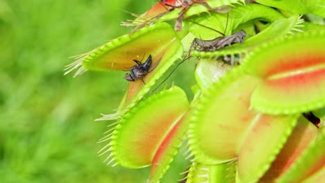 Detailed-view-of-a-venus-flytrap-flower-and-its-traps-opening-up