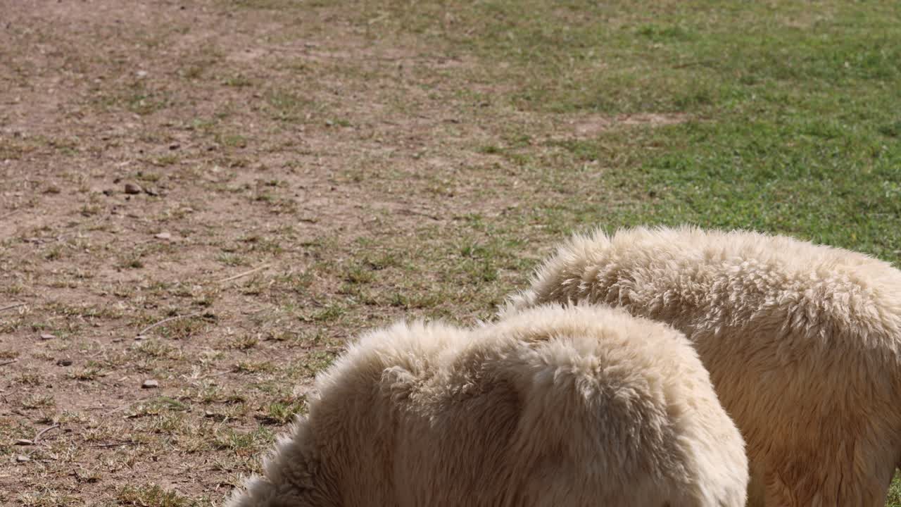 양 들 이 들판 에서 풀 을 먹고, 는 움직임 이 보인다
