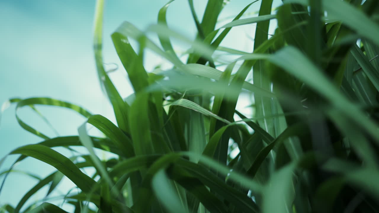 mirando hacia el cielo, hierba gigante china en primer plano moviéndose en el viento