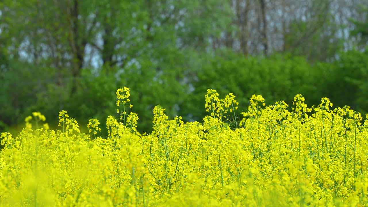 나무 와 초록색 의 흐릿 한 배경 을 가진  에서 노란색 라프시드 꽃 이 날아다니는 나비 들 을 보여 준다