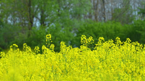 yellow rapeseed flowers in a field with a blurred background of trees and greenery, showing butterflies flying around