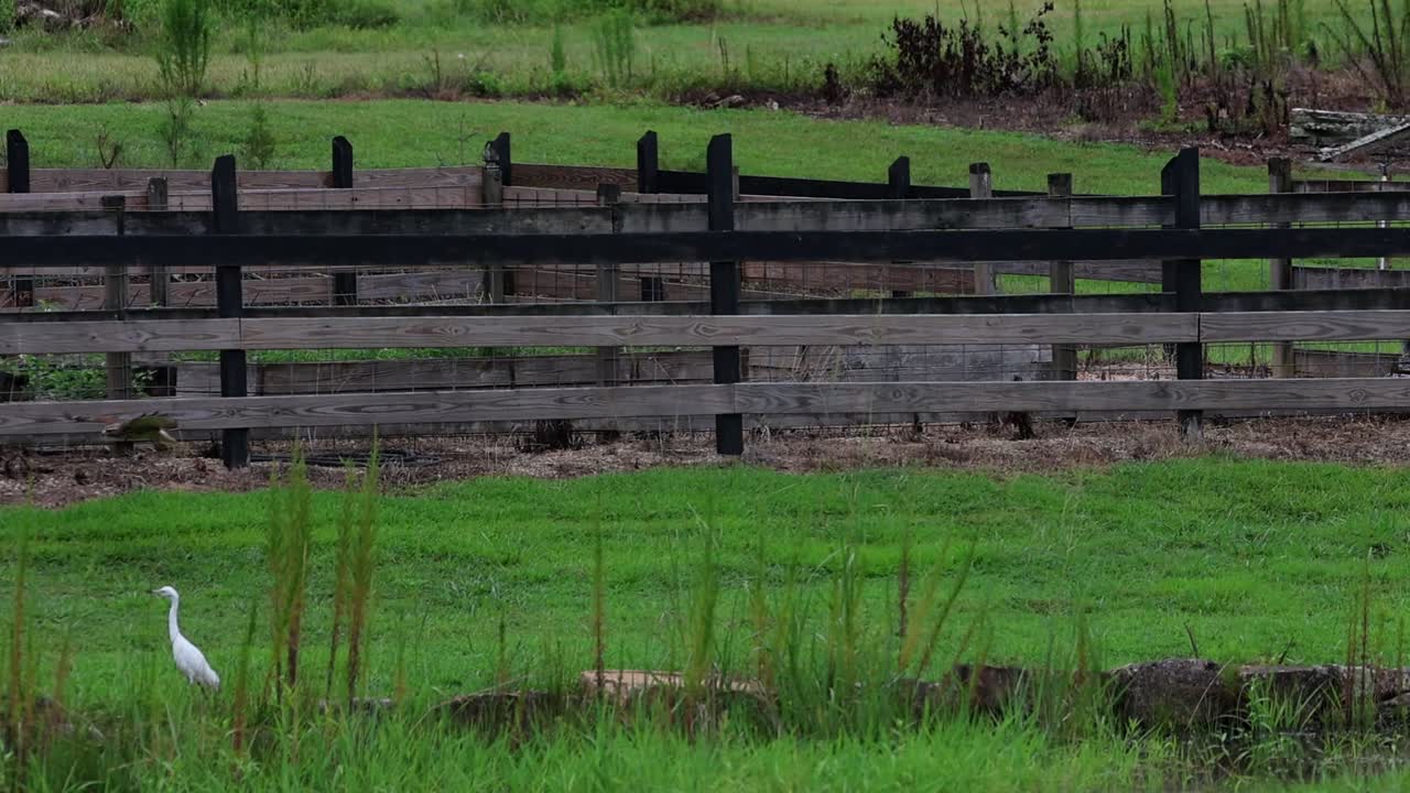 Slow motion of a hawk perched on a wooden post with a blurred green foliage background. The image depicts a wide shot view of a bird of prey, likely a hawk