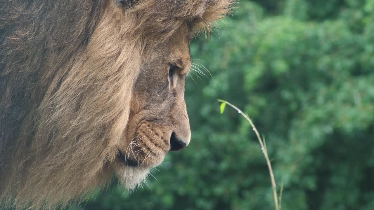 Side view slow motion African lion