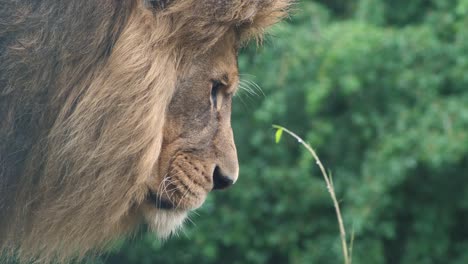 Side-view-slow-motion-African-lion